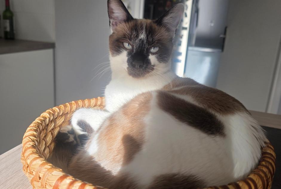 Alerta de Desaparición Gato  Hembra , 1 años Nespouls Francia