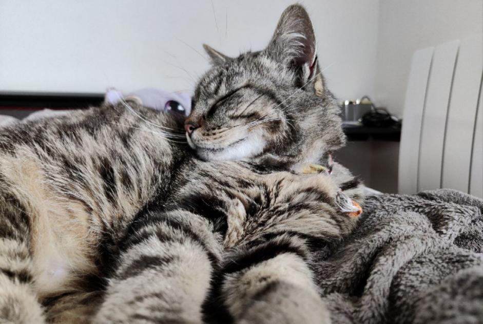 Alerte Disparition Chat  Mâle , 10 ans Tulle France