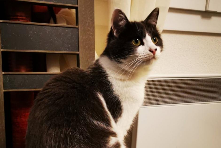 Avviso scomparsa Gatto incrocio di razze Femmina , 2 anni Saint-Pantaléon-de-Larche Francia Avviso scomparsa Gatto incrocio di razze Femmina , 2 anni Saint-Pantaléon-de-Larche Francia